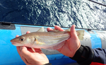 Atlantic cod at offshore structures (DK)