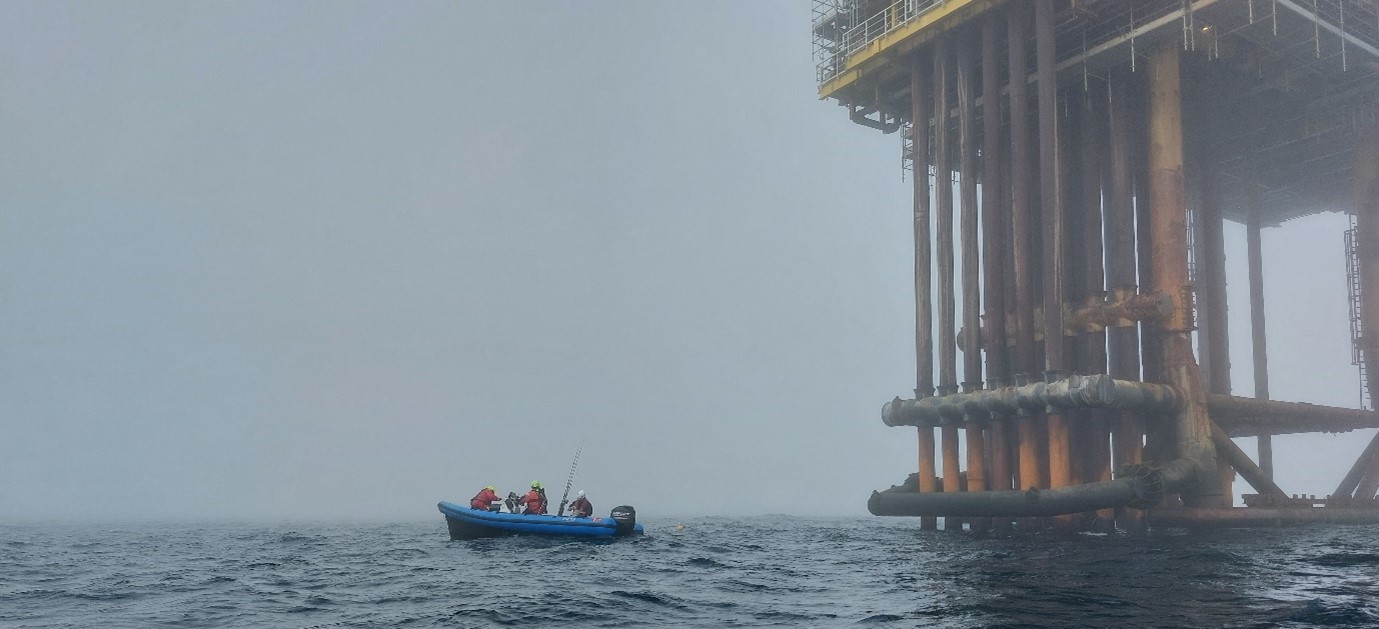 Cod tagging next to an oil platform in the North Sea.