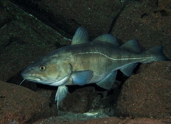 Documenting effects of coastal reef restoration (DK)
