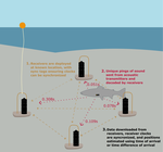 Positioning aquatic animals with acoustic transmitters