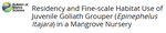 Residency and Fine-scale Habitat Use of Juvenile Goliath Grouper (Epinephelus Itajara) in a Mangrove Nursery